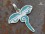 PA70 Pendentif Argent Massif Yeux de Bouddha